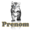 B�b� tigre blanc