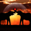 �l�phants amoureux sur un couch� de soleil