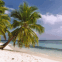 Plage et palmiers (Maldives)